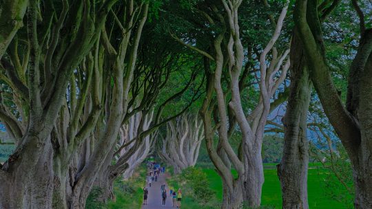 The Dark Hedges of Ireland: Game of Throne Shooting Spot Behind the scene